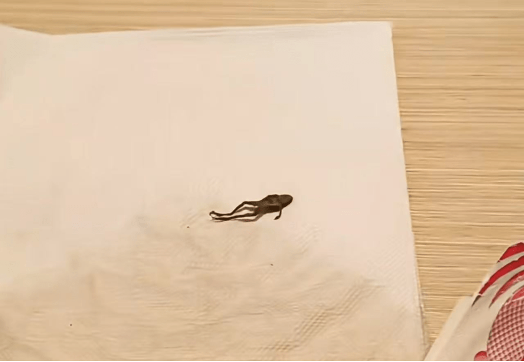 奈雪的茶疑喝出蛙尸。网图